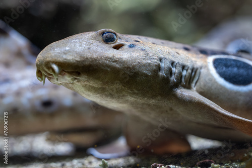 A small shark spotted on the head in detail.