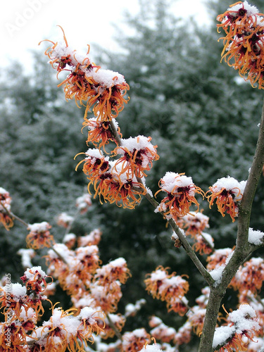 The coppery orange flowers of 'Jelena' hybrid witch hazel (Hamamelis x intermedia 'Jelena') in snowy winter weather