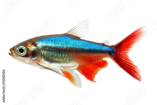 neon tetra fish, cutout, png isolated transparent background