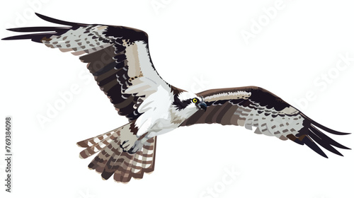 Drawn isolated attacking osprey Flat vector 