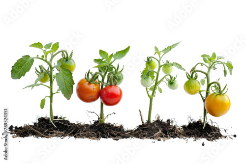 Row of Small Tomatoes Growing in Dirt