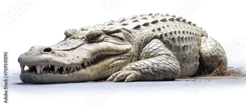 crocodile sleep and open his mouth .isolated on white photo - realistic, ultra sharp, simplicity