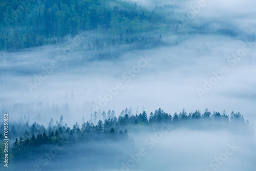 Moody landscape forest covered with fog