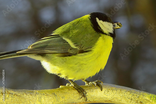 little tits are sitting on a rowan branch. soft blurred background. The bird has a body with a yellow breast. Black head, outstretched wings and feathers. They feed on seeds. Bokeh close-up.