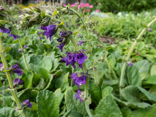 The Dragonmouth or Pyrenean dead-nettle (Horminum pyrenaicum) blooming with violet-blue, dark purple tubular or bell-shaped flowers