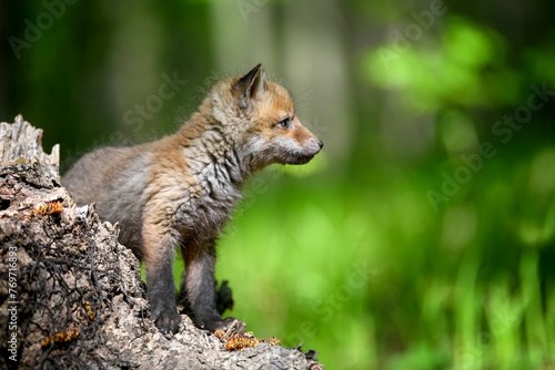 Red fox, vulpes vulpes, small young cub on stump
