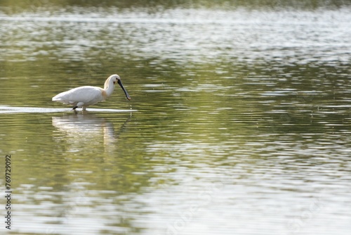 Eurasian spoonbill is gracefully perched on the tranquil waters