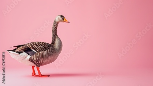 Endlessly goose charming on pink background
