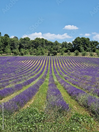 Simple photo of a purple fully blooming lavenderfield in france, Europe, Backround, Wallpaper, Vertical