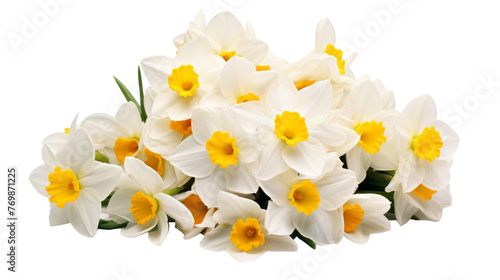 Isolated Narcissus on transparent background