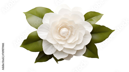 Camellia Flower on transparent background
