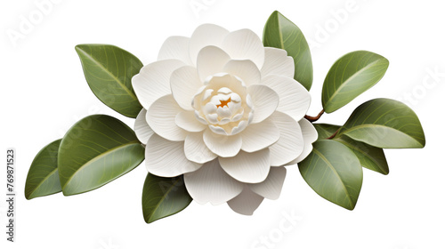 Isolated Camellia Blossom on transparent background