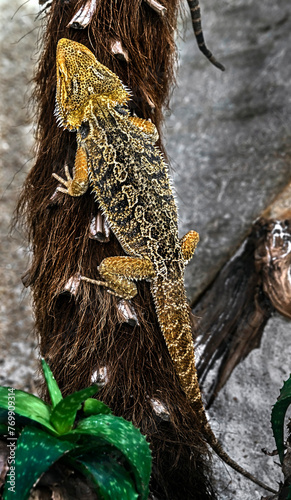 Bearded dragon on the branch. Latin name - Amphibolurus vitticeps 