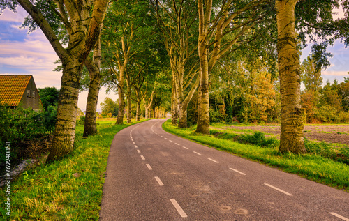 Honor guard of trees along a country road in Holland.