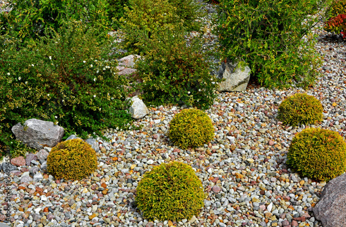 Tuja Golden Globe w żwirowym ogrodzie, żółta tuja kulista i pięciornik krzewiasty (Thuja occidentalis, Dasiphora fruticosa), pebbles bed, Coniferous bushes in a flowerbed are covered with pebbles 