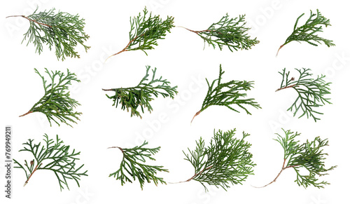 green twigs of emerald thuja on white isolated background 