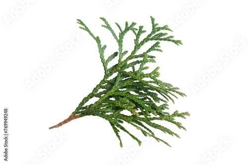 green twigs of emerald thuja on white isolated background 