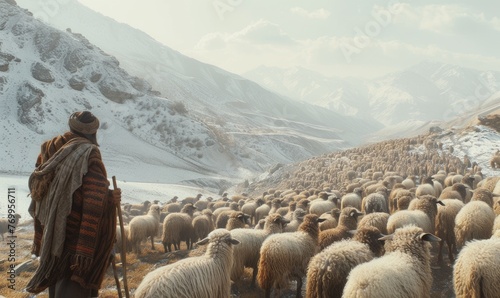 large flock of cashmere sheep in himalaya mountains. A herd of sheep on pastures