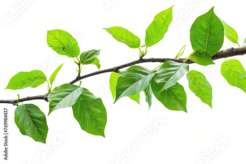 Tree Leaf. Green Natural Leaf on Tree Branch, Isolated for Design. Ecology and Tropical Environment Concept