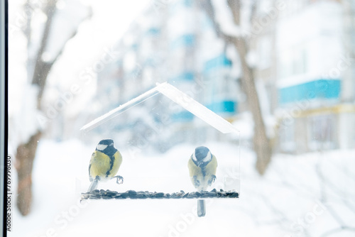 two tits eat seeds in a transparent feeder, copy space in winter. Caring for birds in winter