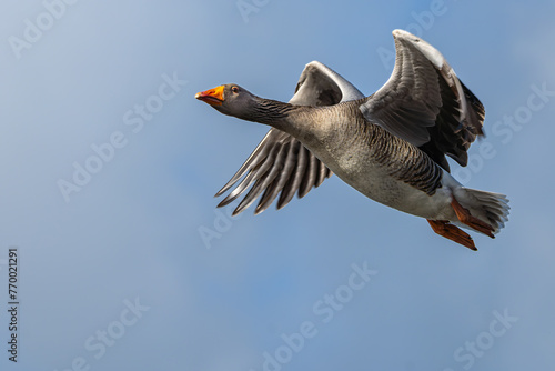 Lone Greyleg goose in flight over Richmond Park