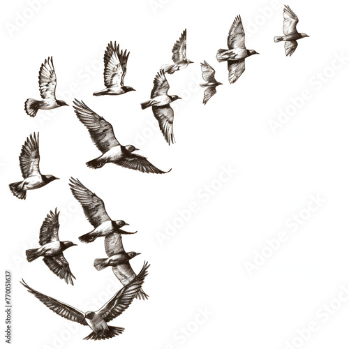 Flying birds in formation isolated on white background, sketch, png 