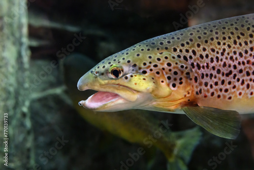 Underwater photo of fish in an aquarium at a local sporting goods store in PA