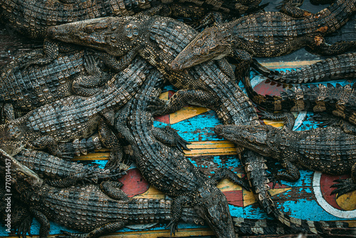 Nid de crocodiles en captivité vu du dessus.