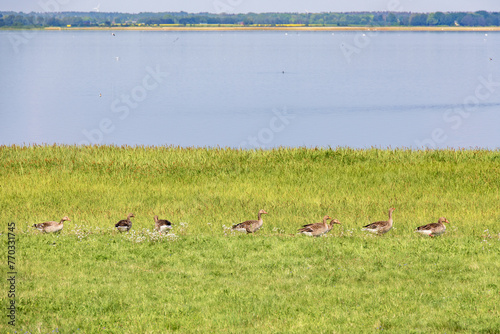 Greylag geese walking on a green meadow by a lake