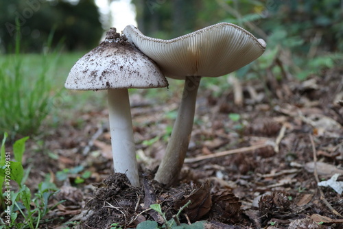 Due funghi bianchi nel bosco