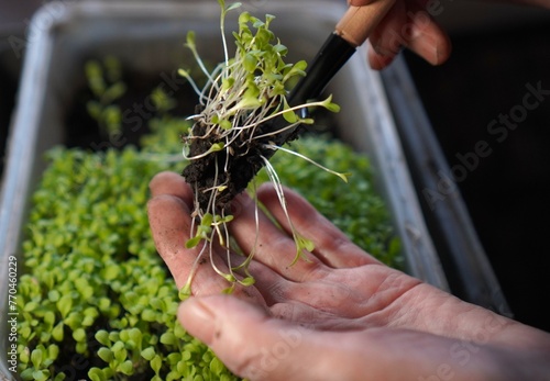 growing microgreens. the hands of a retired farmer, an elderly European woman, transplant seedlings of green lettuce into a box with earth using miniature gardening tools