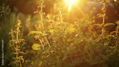 The first light of dawn gently caresses an herb garden, illuminating the dewy leaves and capturing the essence of a new day's fresh potential.
