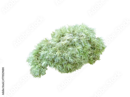 Leucobryum glaucum or pincushion moss clump isolated transparent png.