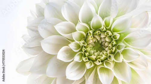 Elegant Floral Closeup of Soft White Dahlia Bloom with Intricate Petals and Green Center