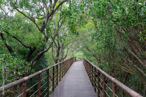 台湾の紅樹林自然保護区を巡る遊歩道