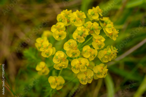 Kwiatostan wilczomlecza (Euphorbia L.) kwitnący w majowe popołudnie na skraju pola rzepaku. Ładnie kwitnąca dzika roślina rosnąca przy drodze na skraju pola.