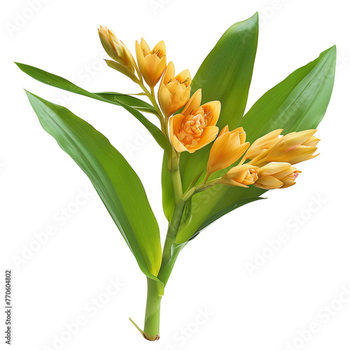 Siam Tulip green turmeric cut flower with leaves (Curcuma sp.) tropical ornamental plant, isolated on transparent background