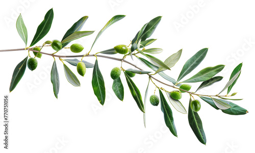 Olive branch with ripe olives png on transparent background