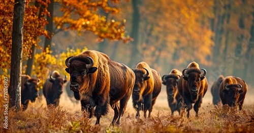 European Bison Grazing in Autumnal Splendor