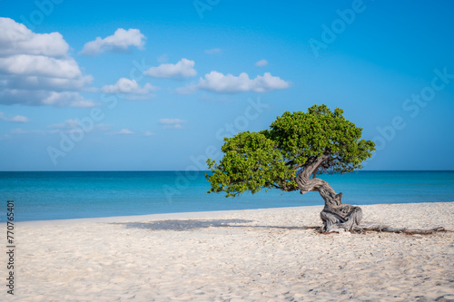 Fofoti tree (Divi Divi or Watapana tree) on Eagle Beach, Aruba's natural compass pointing southwestern due to the trade winds that blow across the Caribbean island from the north-east (February 2024)