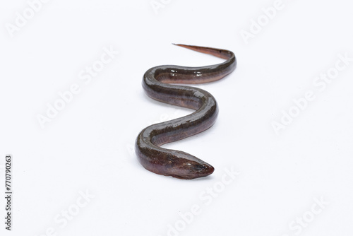 Eel on isolated white background