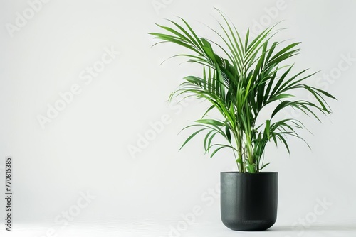 Tropical Fishtail Palm Plant in Stylish Modern Pot, Isolated on White, Interior Design Element