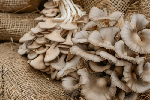 Oyster mushrooms Pleurotus ostreatus growing on straw sack, fungi cultivation