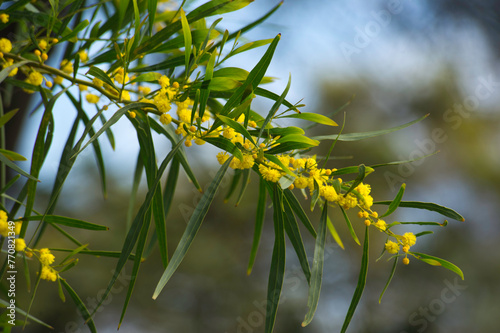 Blue-leafed wattle / Western Australian golden wattle, Acacia saligna = Acacia cyanophylla planted and naturalised
