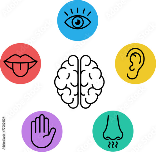 Five senses and brain icons design in linear style.