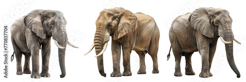 \ - A set of elephant isolated on transparent background