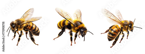 digital simple illustration of an honeybee Isolated on Transparent Background, cut out. PNG
