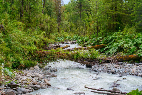 Leavy green branch fallen over white river water in a green temperate forest. Location: Ventisquero Yelcho trail, Corcovado National Park, Chile