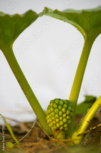 Seeds and fruits of the endemic Arum pictum, Sardinia, Italy.