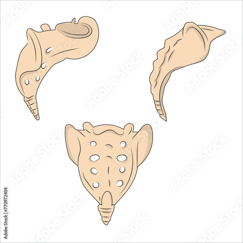 sacrum and coccyx bones anatomy
